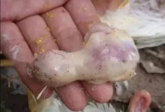 肉雞最頭疼的還是腺肌胃炎，到底該怎么解決？