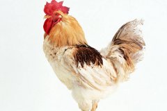 肉雞常見呼吸道病的發(fā)病原因？