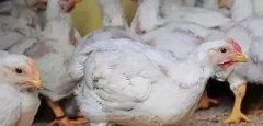 支原體感染的發(fā)展過程及臨床癥狀??！!