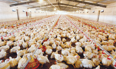 肉雞壞死性腸炎飼料報(bào)酬低，整齊度差嚴(yán)重影響
