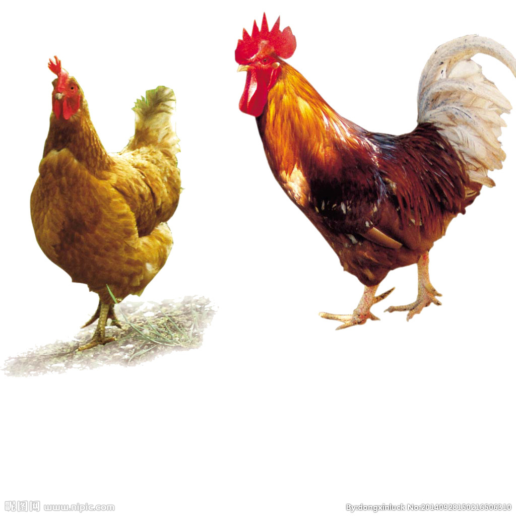  提高肉鴨養(yǎng)殖效益！這八個飼養(yǎng)管理要注意了?。夹g(shù)） 